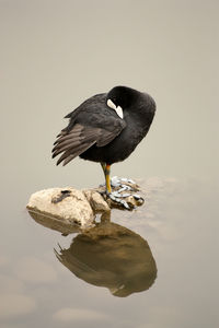 Close-up of bird perching on lake