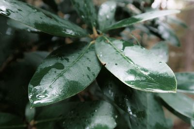 Close-up of raindrops on leaves