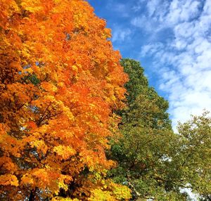 Low angle view of autumnal trees against sky