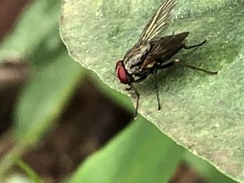 Close-up of fly on leaf