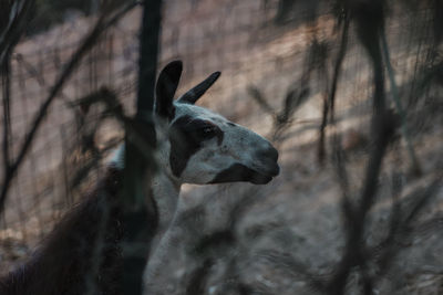 Animal relaxing near the fence