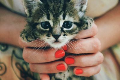 Cropped image of hand holding cat