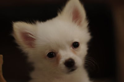 Close-up portrait of white dog