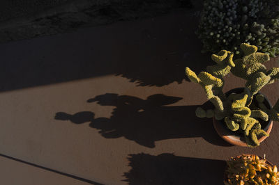 Shadow of silhouette tree