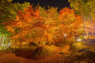 Trees in forest during autumn