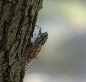 Close-up of insect on tree trunk