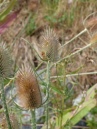 Close-up of thistle on field
