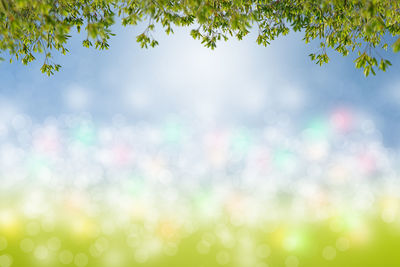 Defocused image of tree against sky on sunny day