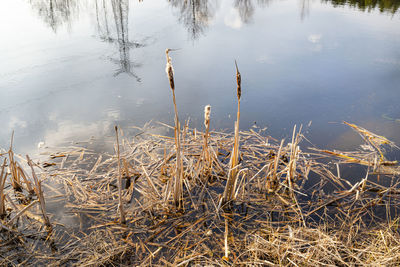 A small pond in the forest with a visible reflection of the sky on the water surface.