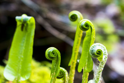 Close-up of green fern