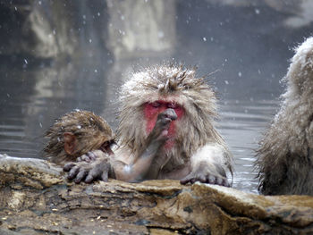 Monkeys in a water