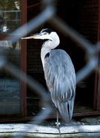 High angle view of gray heron