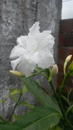 Close-up of white flower blooming outdoors