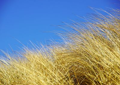 Low angle view of stalks in field against blue sky