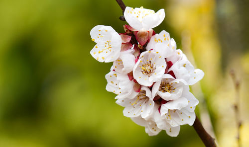 Close-up of white cherry blossom