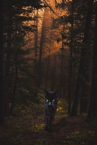 Portrait of cat amidst trees in forest during autumn