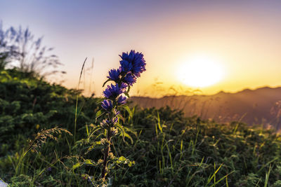 Close-up of purple flowering plant on field against sky during sunset