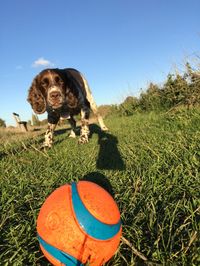 Portrait of dog on field against sky