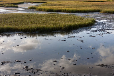 Scenic view of water on field