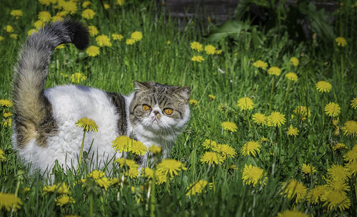 View of cat on field