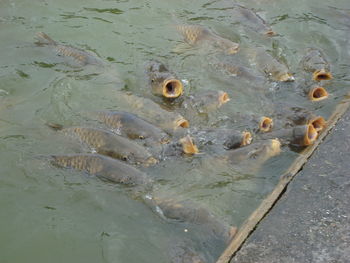 High angle view of fishes swimming in sea