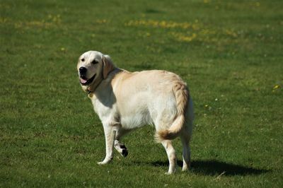 Dog standing on field