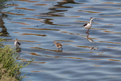 High angle view of birds in lake