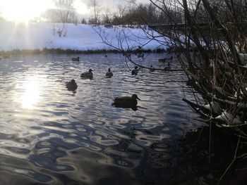 View of ducks swimming in lake