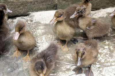 High angle view of ducklings
