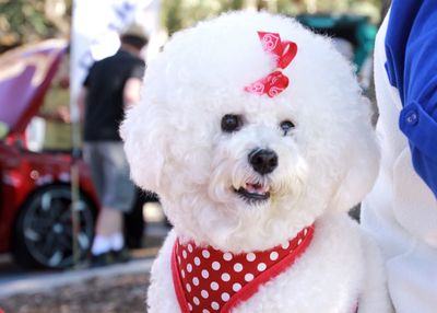 Close-up portrait of a dog