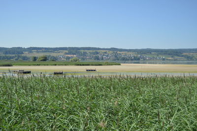 Scenic view of field against clear sky