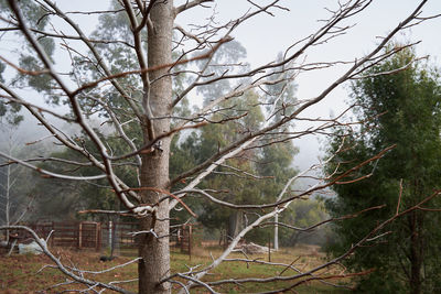Low angle view of bare trees against sky
