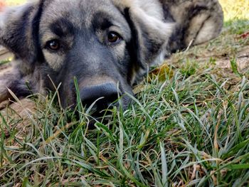 Close-up portrait of a dog