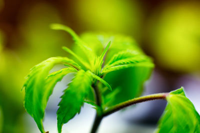 Close-up of flower buds growing outdoors