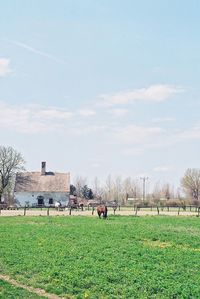 Cows grazing on grassy field