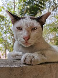 Close-up portrait of a cat