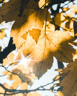 Close-up of dry maple leaves on tree