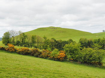 Scenic view of field against sky