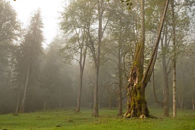 Trees in forest