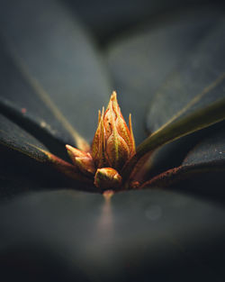 Close-up of yellow flower