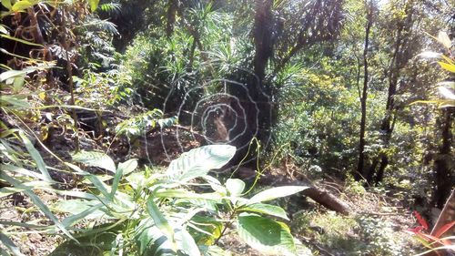 Plants growing in forest