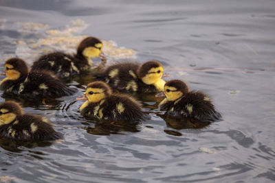 Ducks in a lake