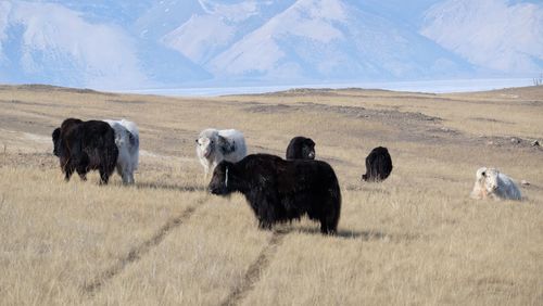 Yaks in a field