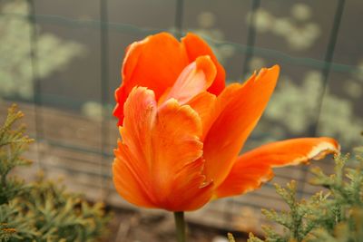 Close-up of orange flower blooming outdoors