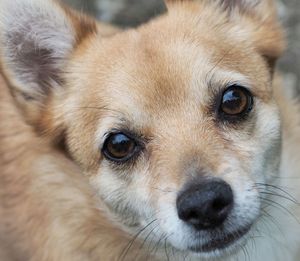 Close-up portrait of puppy