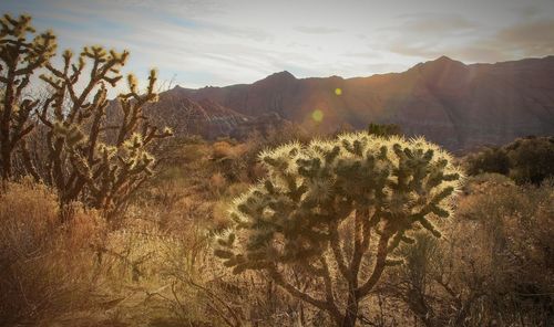 Plants on desert against sky