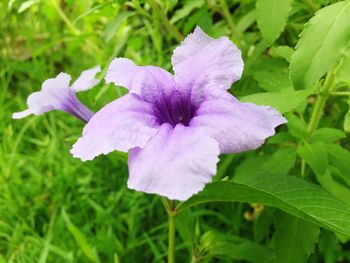 Close-up of purple iris blooming outdoors