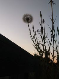 Low angle view of silhouette plant against sky