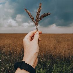 Cropped hand holding plant against sky