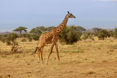 Giraffe in amboseli national park with mt. kilimanjaro in the background